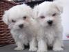 Puppies for sale Greece, Piraeus , Toy Tiny Maltese puppies