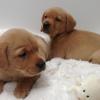 Puppies for sale Armenia, Gyumri Labrador