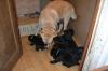 Puppies for sale Armenia, Armenia Labrador