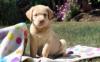 Puppies for sale Sweden, Sundsvall Labrador