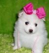 Puppies for sale Kyrgyzstan, Bishkek Pomeranian Spitz