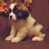 Puppies for sale Sweden, Sundsvall Norbotten-spitz