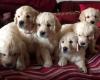 Puppies for sale Canada, Ontario, London , Golden Retriever puppies