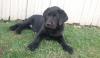 Puppies for sale Spain, Merida Labrador
