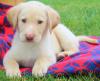 Puppies for sale Canada, British Columbia, Vancouver Labrador