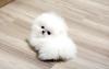 Puppies for sale Greece, Athens , Teacup Pomeranian puppies