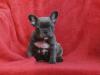 Puppies for sale Greece, Heraklion , French bulldog puppies   