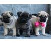 Puppies for sale Greece, Piraeus , Pug Puppies