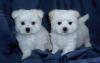 Puppies for sale Greece, Larissa , Toy Tiny Maltese puppies 
