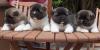 Puppies for sale Canada, Ontario, Hamilton , Akita Inu puppies