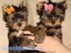 Puppies for sale Canada, Alberta, Calgary Yorkshire Terrier