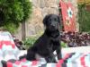 Puppies for sale Belarus, Mogilev Labrador