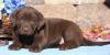 Puppies for sale Ukraine, Poltava Labrador