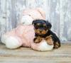 Puppies for sale Sweden, Helsingborg , Teacup Yorkie puppies