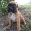 Puppies for sale Denmark, Aalborg Boxer