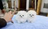 Puppies for sale Estonia, Sillamyae , Teacup Pomeranian puppies