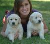 Puppies for sale Finland, Lapperanta , Labrador puppies