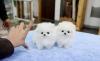 Puppies for sale USA, Delaware Pomeranian Spitz