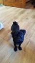 Puppies for sale Greece, Larissa French Bulldog