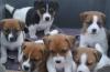 Puppies for sale Canada, Alberta, Calgary Jack Russell Terrier
