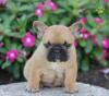 Puppies for sale Sweden, Stockholm French Bulldog