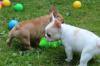 Puppies for sale Netherlands, Harlem French Bulldog