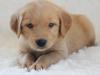 Puppies for sale Ireland, Cork , Golden Retriever puppiess