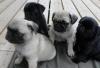 Puppies for sale Greece, Athens , Pug Puppies