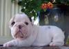 Puppies for sale Malta, Valletta English Bulldog