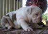 Puppies for sale Lithuania, Alytus English Bulldog