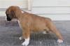 Puppies for sale Luxembourg, Luxembourg Boxer