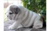 Puppies for sale Canada, Saskatchewan, Saskatoon Bull Terrier