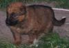 Puppies for sale Canada, Ontario, St. Catharines–Niagara German Shepherd Dog