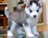 Puppies for sale Canada, Ontario, Toronto , Siberian husky puppies 
