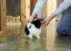 Puppies for sale Kazakhstan, Petropavlovsk Pomeranian Spitz