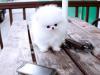 Puppies for sale USA, Colorado Pomeranian Spitz