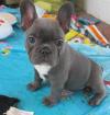 Puppies for sale USA, New York , French bulldog puppies   