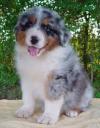 Puppies for sale USA, Pennsylvania, Philadelphia , Australian shepherd puppies
