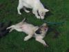 Puppies for sale Austria, Vienna German Shepherd Dog