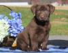 Puppies for sale Ireland, Cork Labrador