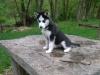 Puppies for sale USA, California, San Diego , Siberian Husky