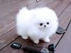Puppies for sale Luxembourg, Luxembourg Pomeranian Spitz