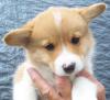 Puppies for sale USA, California, San Francisco Welsh Terrier