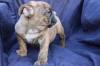 Puppies for sale USA, Florida English Bulldog
