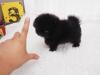 Puppies for sale Portugal, Mirandela Pomeranian Spitz