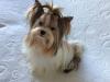 Puppies for sale Lithuania, Ignalina Yorkshire Terrier