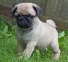 Puppies for sale United Kingdom, London , Pug Puppies