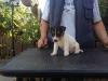 Puppies for sale USA, California, Los Angeles Jack Russell Terrier