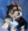 Puppies for sale Belgium, Liege Yorkshire Terrier
