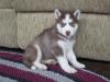 Puppies for sale USA, California, Los Angeles , Siberian Husky